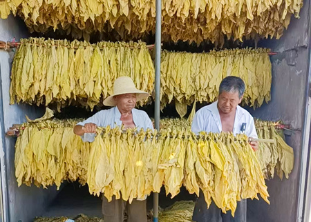 南阳烟草镇平县分公司：采烤一体，“金叶”蜕变