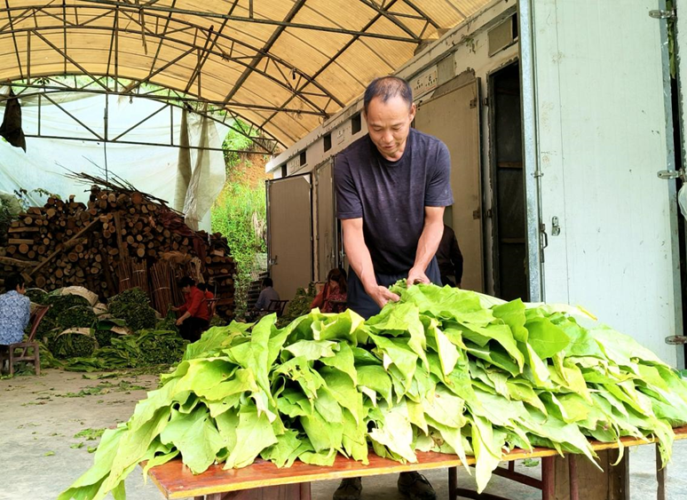 湖北宣恩烟草：大山深处的“烤”验与温情