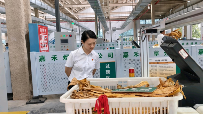 湖南嘉禾烟草：“阳光收购”照亮乡村振兴金色路