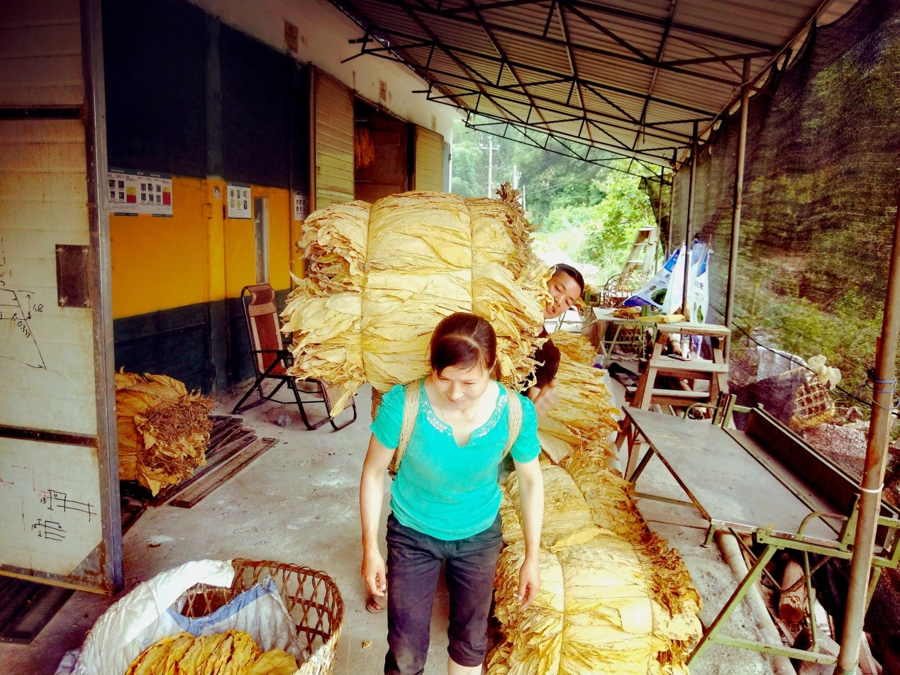 广西百色市乐业县：烟叶收购季 烟农乐开怀