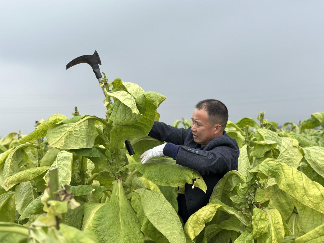河南省洛阳市伊川县烟草：秋收时节雨绵绵 抢采抢烤显担当