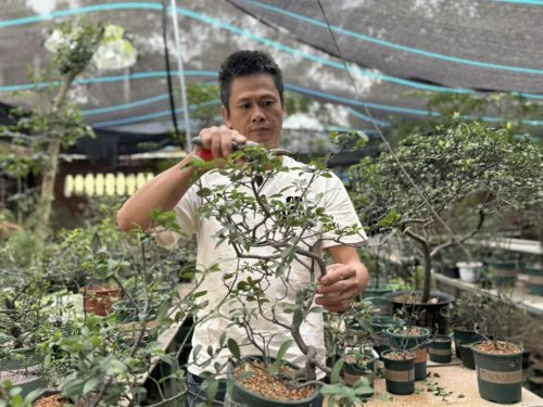 福建福州长乐：好“盆景”种出乡村振兴好“钱景”