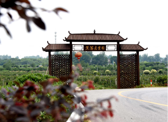 仪征马集：“黑钻”飘香产业兴 “莓”好画卷正铺展