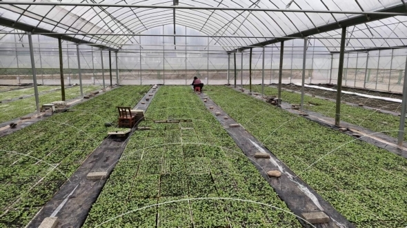 春回澧水“金叶”暖——湖南张家界烟叶生产