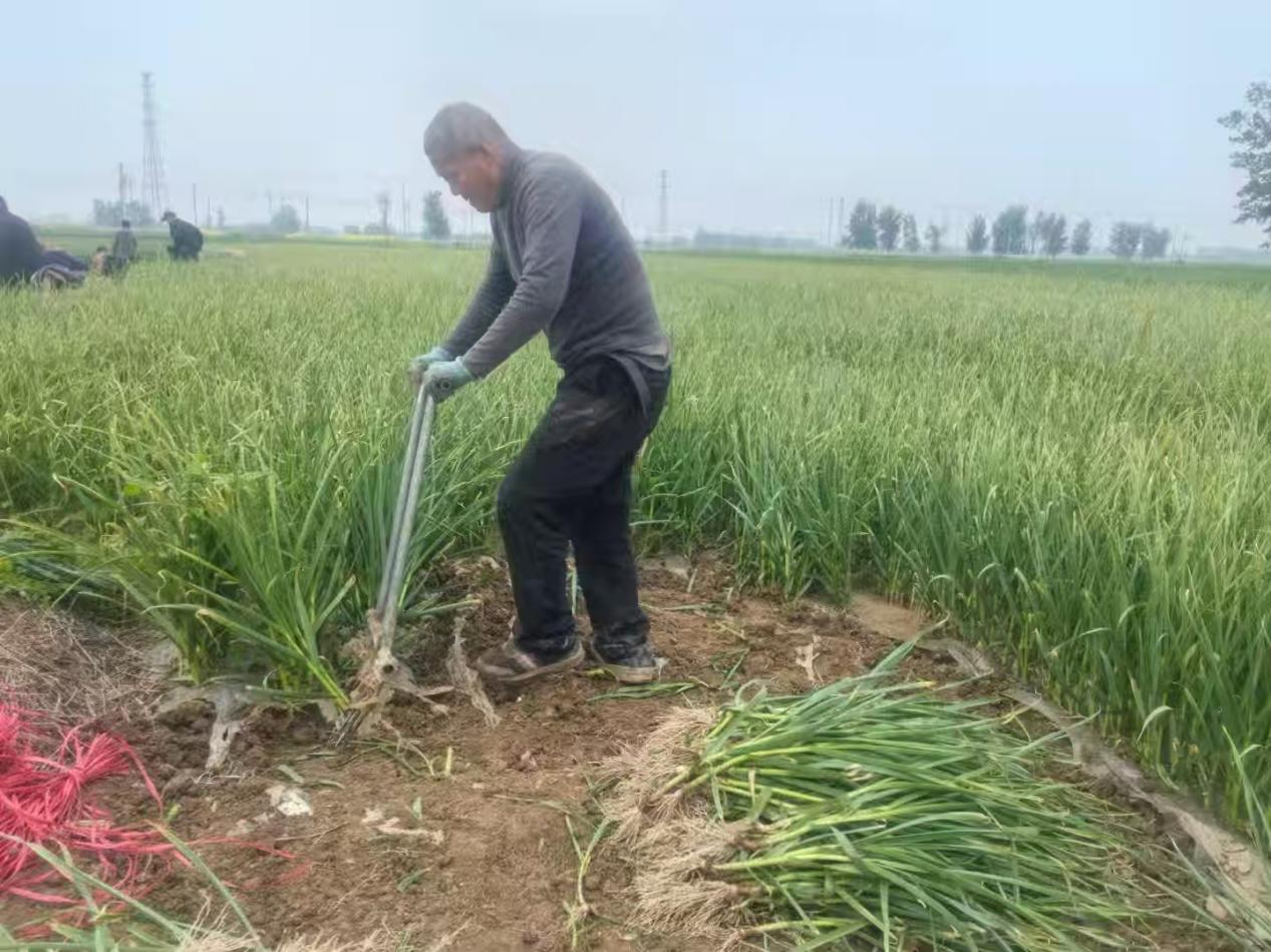 沛县栖山镇：晚熟蒜苗迎丰收 四月抢“鲜”促民增收